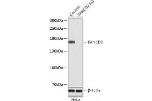 Western blot analysis of extracts from normal (control) and FANCD2 knockout (KO) HeLa cells using FANCD2 Polyclonal Antibody at dilution of 1:1000. (FANCD2 antibody)