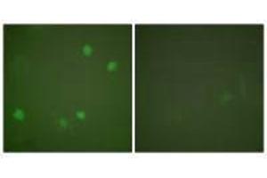 Immunofluorescence analysis of COS7 cells, using HDAC3 antibody. (HDAC3 antibody  (C-Term))