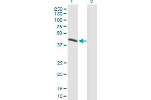 Western Blot analysis of PLIN3 expression in transfected 293T cell line by PLIN3 MaxPab polyclonal antibody. (PLIN3 antibody  (AA 1-434))