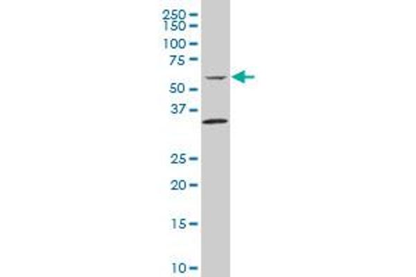 BAT5 antibody  (AA 459-556)
