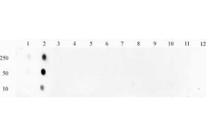 STAT1 phospho Ser727 pAb tested by Dot blot. (STAT1 antibody  (pSer727))