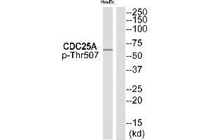 Western blot analysis of extracts from HuvEc cells, using CDC25A (Phospho-Thr507) antibody. (CDC25A antibody  (pThr507))