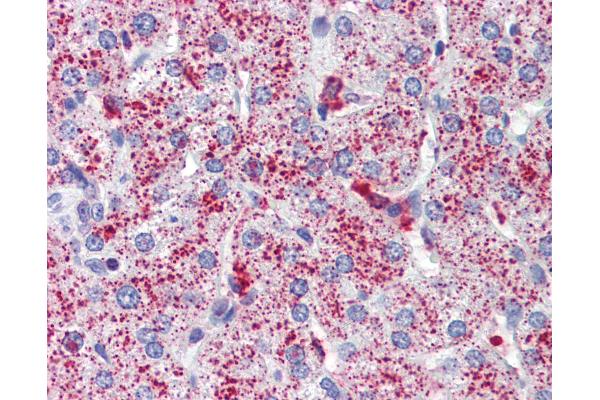 SP4 antibody  (C-Term)