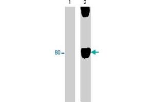 Western blot of human SYF cSrc-transformed cells untreated (lane 1) or treated (lane 2) with pervanadate (1 mM; 30 min). (WASF1 antibody  (pTyr125))