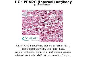 Image no. 1 for anti-Peroxisome Proliferator-Activated Receptor gamma (PPARG) (Internal Region) antibody (ABIN1738287)