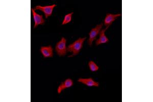 ABIN6263142 and ABIN6272924 staining HepG2 by IF/ICC.