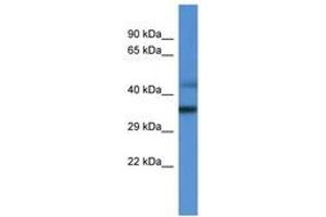 Image no. 1 for anti-Mitochondrial Ribosomal Protein L45 (MRPL45) (AA 227-276) antibody (ABIN6746837) (MRPL45 antibody  (AA 227-276))