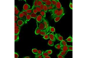 Confocal immunofluorescence image of MCF cells using Cytokeratin 18 Mouse Monoclonal Antibody (DA7). (Cytokeratin 18 antibody)