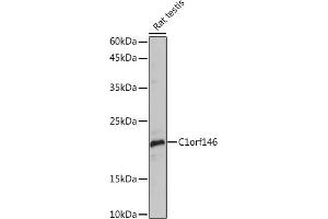 Western blot analysis of extracts of Rat testis, using C1orf146 Rabbit pAb (ABIN7266368) at 1:1000 dilution. (C1ORF146 antibody)