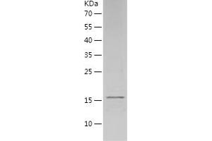 Western Blotting (WB) image for Interleukin 1 alpha (IL1A) (AA 113-271) (Active) protein (His tag) (ABIN7123510)