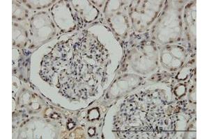 Image no. 5 for anti-Nuclear Respiratory Factor 1 (NRF1) (AA 201-286) antibody (ABIN6741525) (NRF1 antibody  (AA 201-286))