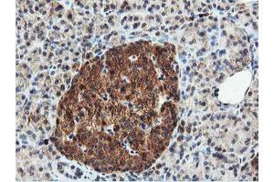 Image no. 11 for anti-Dual Specificity Phosphatase 23 (DUSP23) antibody (ABIN1497930) (DUSP23 antibody)