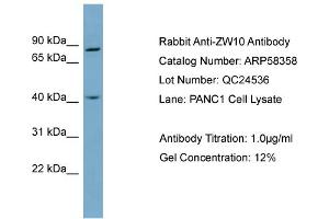 WB Suggested Anti-ZW10  Antibody Titration: 0. (ZW10 antibody  (N-Term))