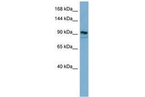 Image no. 1 for anti-Extended Synaptotagmin 2 (ESYT2) (AA 611-660) antibody (ABIN6741795) (FAM62B antibody  (AA 611-660))