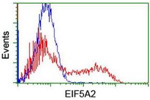 Image no. 2 for anti-Eukaryotic Translation Initiation Factor 5A2 (EIF5A2) antibody (ABIN1497998) (EIF5A2 antibody)