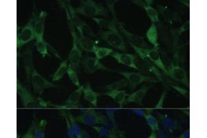 Immunofluorescence analysis of NIH-3T3 cells using CALU Polyclonal Antibody at dilution of 1:100. (CALU antibody)