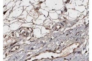ABIN6268812 at 1/100 staining human Breast tissue sections by IHC-P. (COL4a2 antibody  (N-Term))