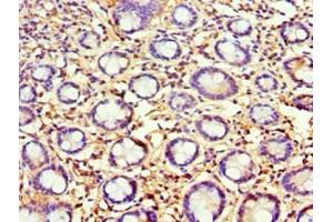 Immunohistochemistry of paraffin-embedded human small intestine tissue using ABIN7144316 at dilution of 1:100 (AGR2 antibody  (AA 21-175))