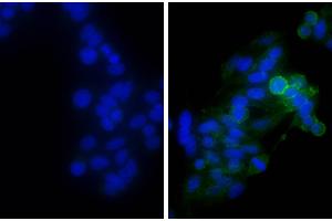 Human epithelial carcinoma cell line HEp-2 was stained with Mouse Anti-Human CD44-UNLB, and DAPI. (Goat anti-Mouse Ig Antibody (Biotin) - Preadsorbed)