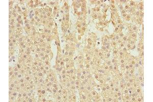 Immunohistochemistry of paraffin-embedded human adrenal gland tissue using ABIN7167138 at dilution of 1:100 (RASSF5 antibody  (AA 1-265))