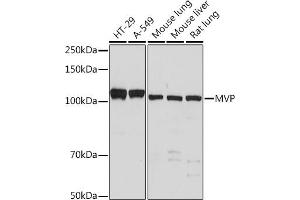 Western blot analysis of extracts of various cell lines, using MVP Rabbit mAb (ABIN7268376) at 1:500 dilution. (MVP antibody)