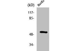 Western Blot analysis of HuvEc cells using Phospho-HNF4-α (S313) Polyclonal Antibody (HNF4A antibody  (pSer313))