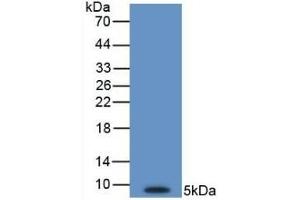 Western Blotting (WB) image for anti-Endothelin 1 (EDN1) (AA 53-90) antibody (ABIN7428116)