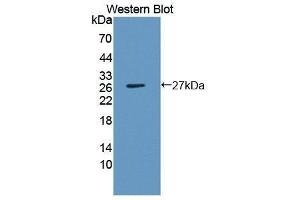 Western Blotting (WB) image for anti-Interleukin 1, beta (IL1B) (AA 115-266) antibody (ABIN1861581)