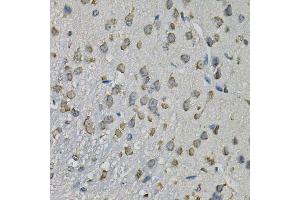 Immunohistochemistry of paraffin-embedded mouse brain using EIF3H Antibody. (EIF3H antibody  (AA 80-340))