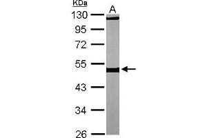 WB Image Sample (30 ug of whole cell lysate) A: NIH-3T3 10% SDS PAGE antibody diluted at 1:1000 (TUBB1 antibody)