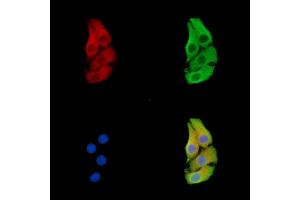 ABIN7096392 and ABIN7100456 staining Hela cells by IF/ICC. (FAM210B antibody)