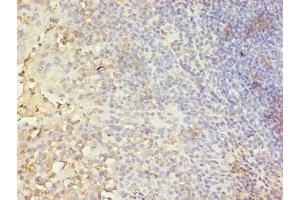 Immunohistochemistry of paraffin-embedded human tonsil tissue using ABIN7146727 at dilution of 1:100