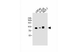 All lanes : Anti-C Antibody (C-term) at 1:1000 dilution Lane 1: LNCap whole cell lysate Lane 2: U-2OS whole cell lysate Lane 3: MCF-7 whole cell lysate Lysates/proteins at 20 μg per lane.