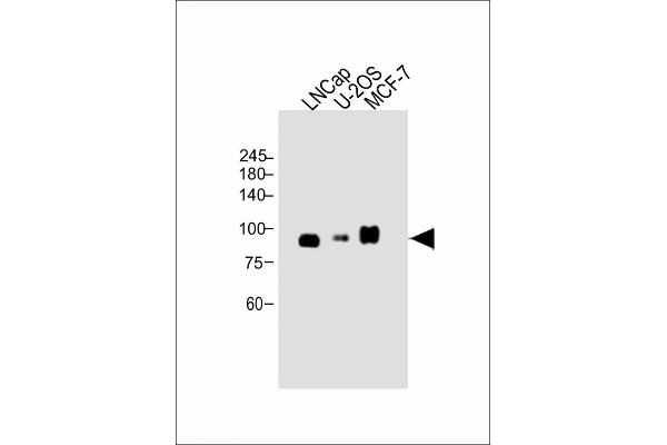 CD276 antibody  (C-Term)