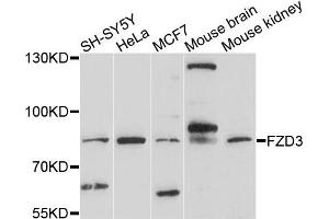 Western blot analysis of extracts of various cells, using FZD3 antibody. (FZD3 antibody)