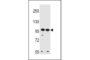 WDR3 Antibody (N-term) (ABIN656456 and ABIN2845740) western blot analysis in Hela,K562 cell line lysates (35 μg/lane). (WDR3 antibody  (N-Term))
