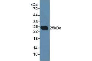 CLEC10A antibody  (AA 71-239)