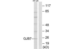 Western blot analysis of extracts from HT-29 cells, using GJB7 antibody. (GJB7 antibody  (Internal Region))