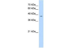 Human HepG2; WB Suggested Anti-NR1I3 Antibody Titration: 1. (NR1I3 antibody  (C-Term))