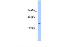 Image no. 1 for anti-Transforming Growth Factor, beta 1 (TGFB1) (AA 151-200) antibody (ABIN324431) (TGFB1 antibody  (AA 151-200))