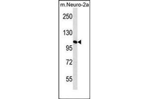 Western blot analysis of MAN2A2 Antibody (Center) in mouse Neuro-2a cell line lysates (35ug/lane). (MAN2A2 antibody  (Middle Region))