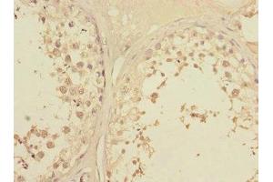 Immunohistochemistry of paraffin-embedded human testis tissue using ABIN7145375 at dilution of 1:100