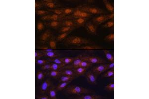 Immunofluorescence (IF) image for anti-Protein Arginine Methyltransferase 5 (PRMT5) (AA 40-140) antibody (ABIN3022066)