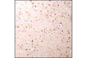 Immunohistochemistry of Nanos3 in human brain tissue with this product at 2. (NANOS3 antibody  (C-Term))