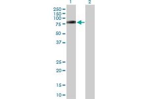 Western Blot analysis of PLXDC1 expression in transfected 293T cell line by PLXDC1 MaxPab polyclonal antibody.