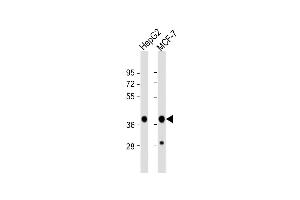 All lanes : Anti-P2K1 Antibody at 1:1000 dilution Lane 1: HepG2 whole cell lysate Lane 2: MCF-7 whole cell lysate Lysates/proteins at 20 μg per lane. (MEK1 antibody  (AA 196-225))