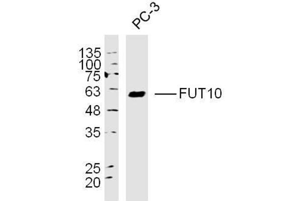 FUT10 antibody  (AA 381-479)