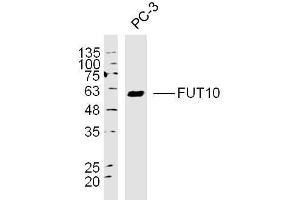 FUT10 抗体  (AA 381-479)