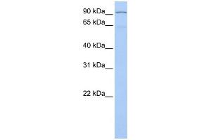 WB Suggested Anti-LZTR1 Antibody Titration:  0.
