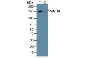 Western blot analysis of (1) Mouse Brain Tissue and (2) Mouse Cerebellum Tissue. (NOS1 antibody  (AA 53-247))